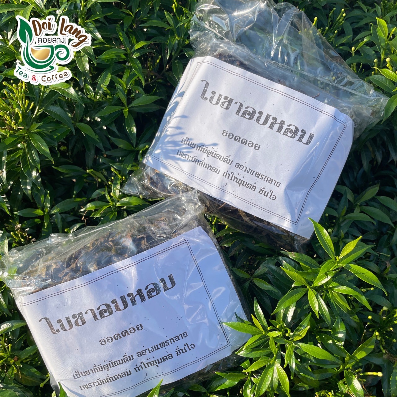 ใบชาอบหอม ใบชาอัสสัม ขนาด 100 กรัม ชาป่า ชาแห้ง ลดความดันโลหิตสูง ทำให้กระปรี้กระเปร่า ต่อต้านอนุมูลอิสระ ป้องกันฟันผุ ผ่อนคลายระบบประสาท