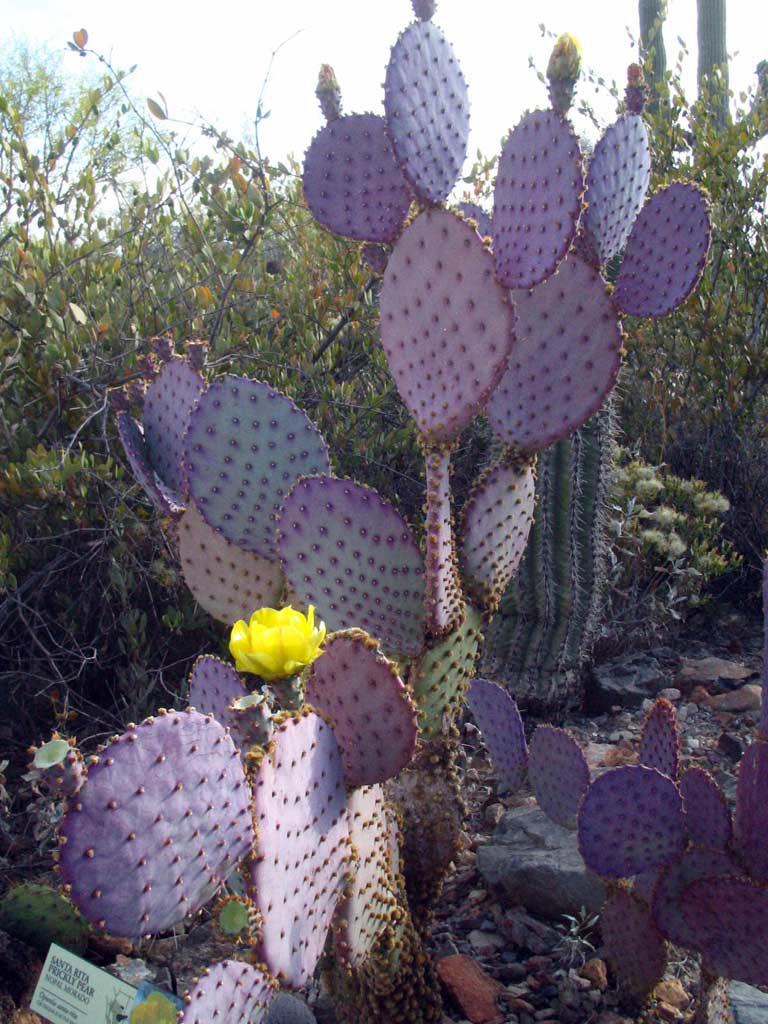 พริคลี่แพร์ซานตาริต้า - Opuntia violacea v. santa rita