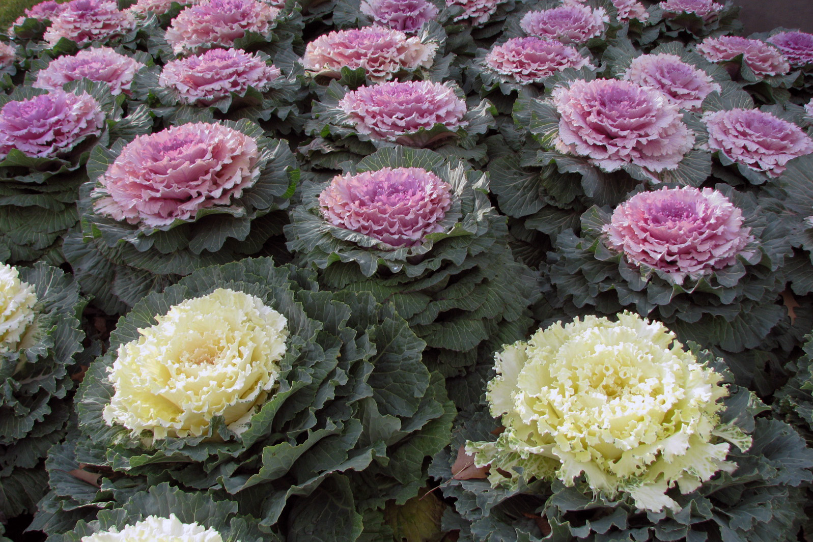 กะหล่ำประดับคละสี - Ornamental Cabbage Mixed