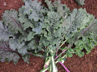 เคลลาซินาโต้เรนโบว์ - Lacinato Rainbow Kale