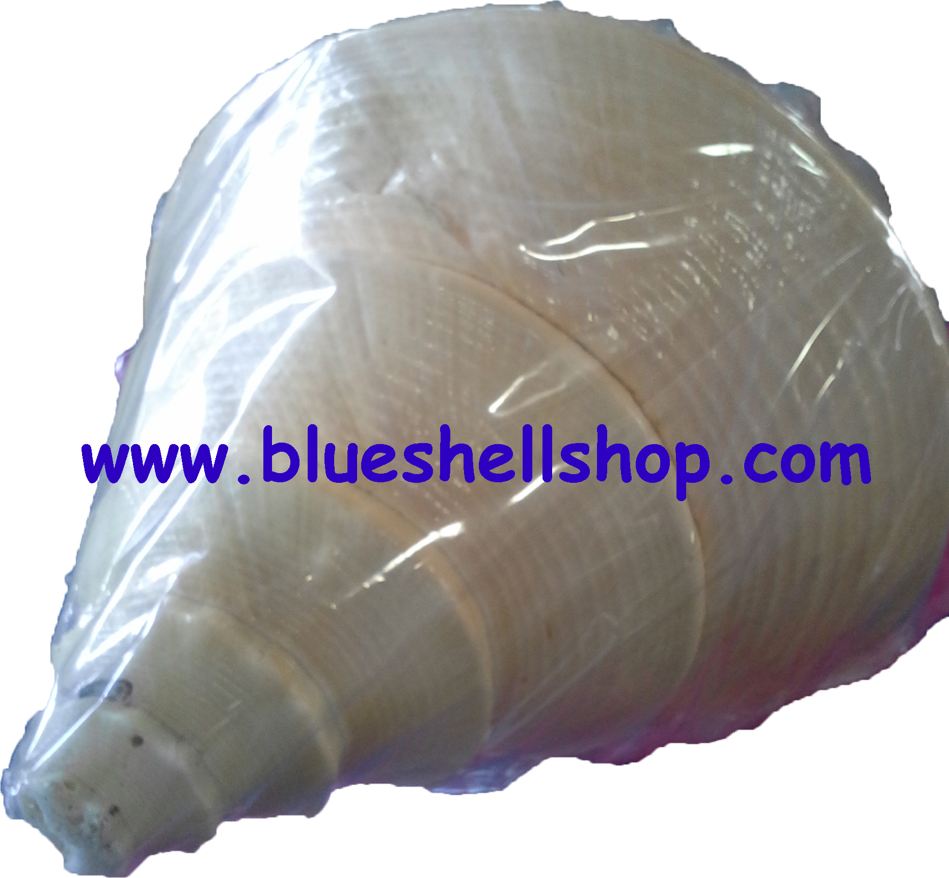 เปลือกหอยสังข์อินโด ส่งฟรีจ้า