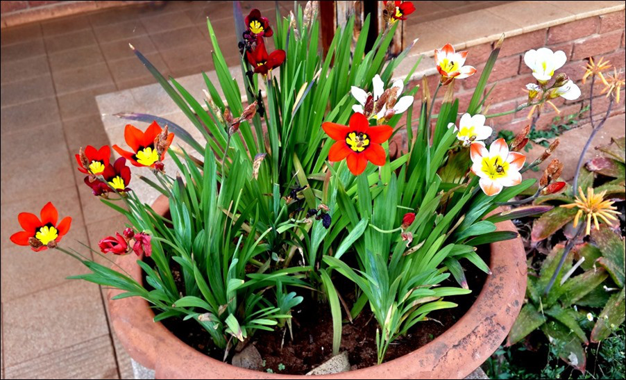 สปาราซิสคละสี - Mixed Sparaxis