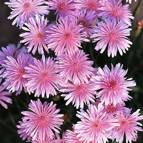เครพิสสีชมพู - Crepis Rubra