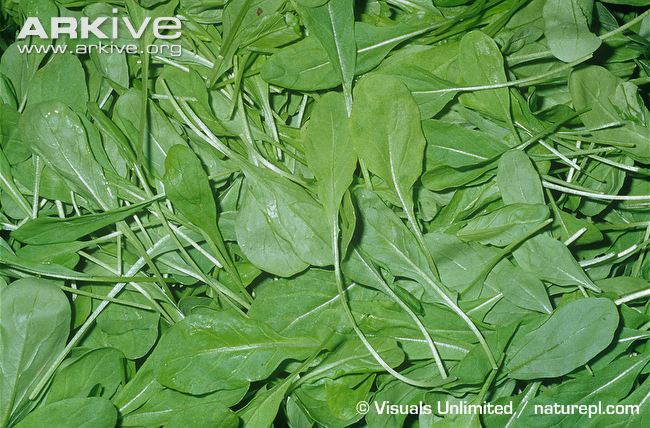 ร็อกเก็ต - Eruca sativa (Rocket)