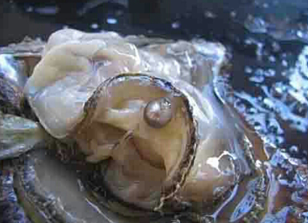 จี้หอยมุก