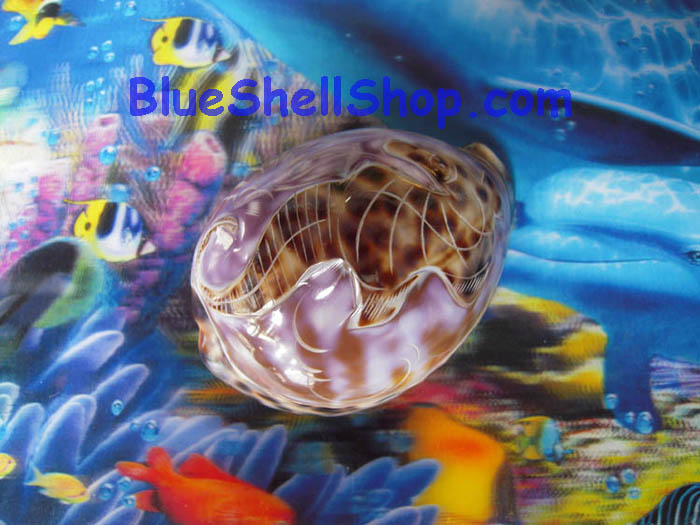 หอยเบี้ยสลักลายใหญ่