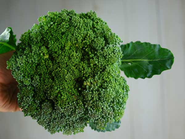 บรอกโคลี่วอลแทม 29 - Waltham 29 Broccoli