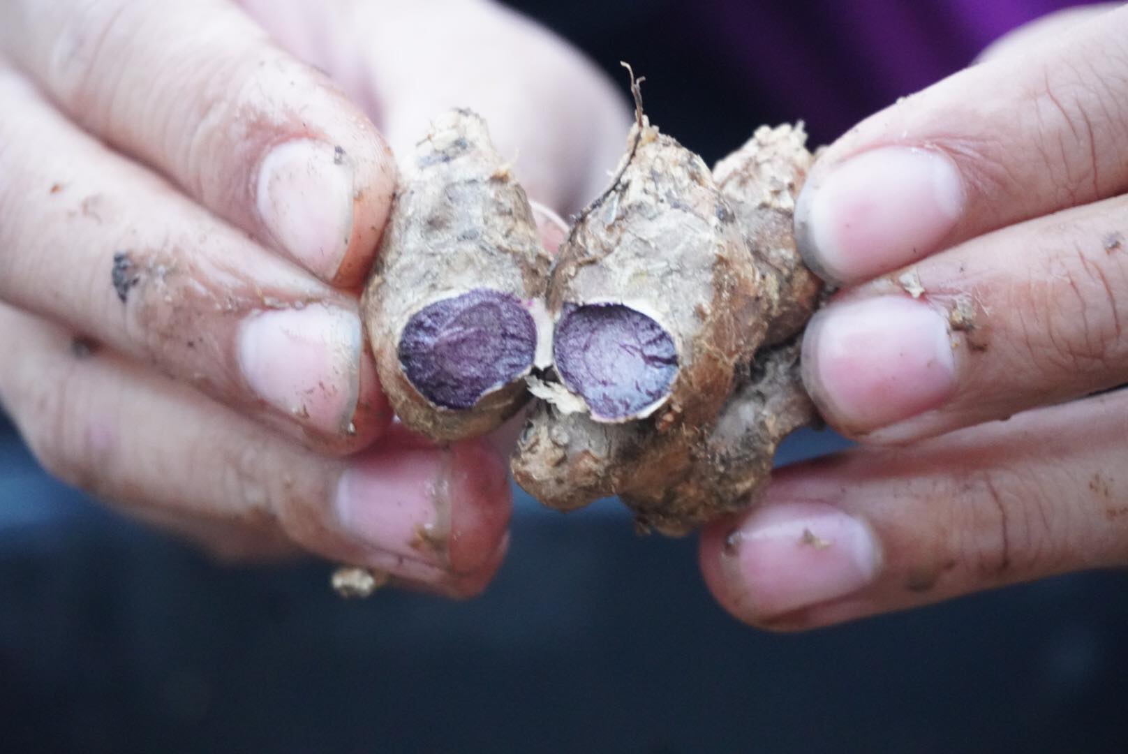 กระชายดำ ขนาด 1 กิโลกรัม ปลูกบนดอยเชียงใหม่ (ไม่ใช่ของนำเข้า)โสมไทย โสมกระชายดำ กระชายดำแห้ง ผลผลิตใหม่เดือนมีนาคม 2566 Black Galingale ช่วยบำรุงฮอร์โมนเพศชาย บำรุงหัวใจ ช่วยในระบบหมุนโลหิตของร่างกาย ช่วยให้กล้ามเนื้อแข็งแรง ช่วยให้นอนหลับ