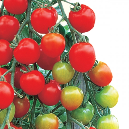มะเขือเทศซันเชอรี่เอ็กซ์ตร้าสวีท - Suncherry Extra Sweet Tomato (หวาน)