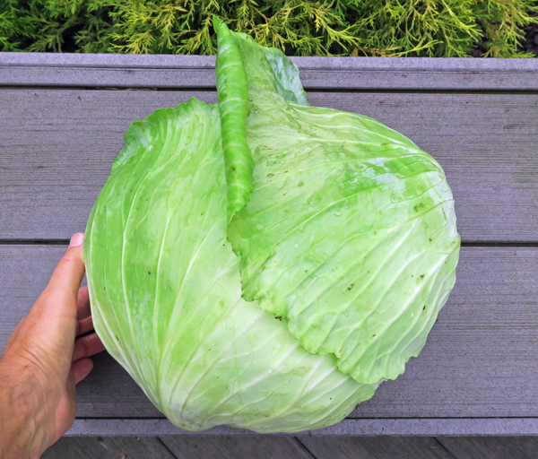 กะหล่ำปลีดัชช์หัวใหญ่ - Late Flat Dutch Cabbage