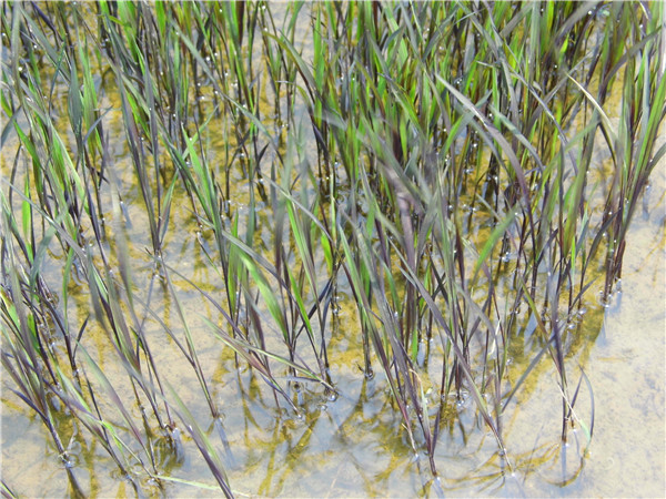 ข้าวญี่ปุ่นเลือดสีม่วง (เมล็ดสีม่วง หายาก) - Purple Blood Japanese Rice