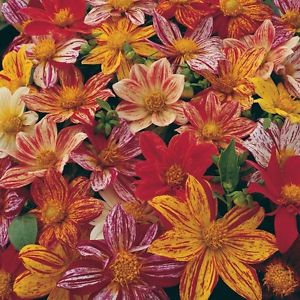 รักเร่เออลี่เบิร์ดคละสี - Mixed Early Bird Dahlia