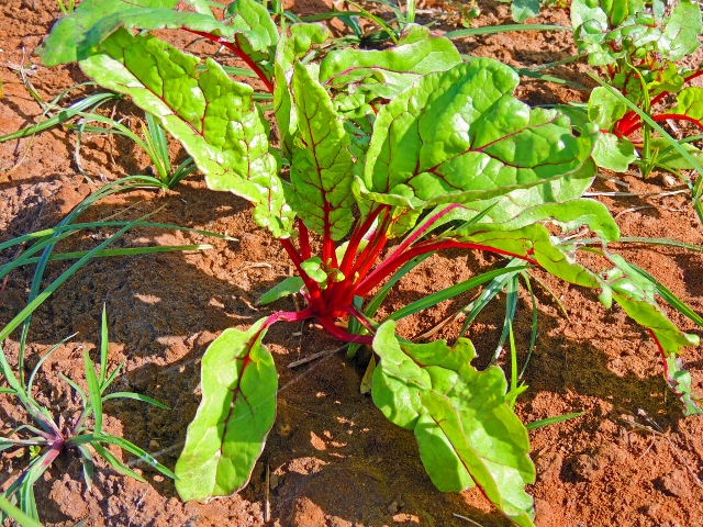 สวิสชาร์ดสีแดง - Ruby Red Swiss Chard