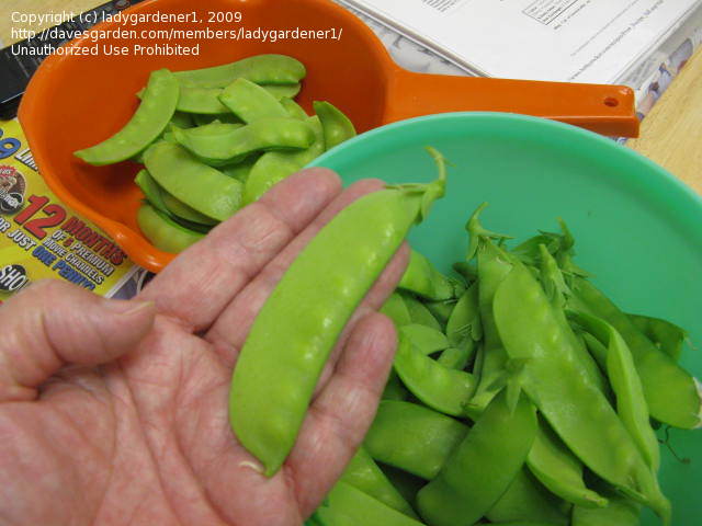 ถั่วลันเตาหวานออริกอน - Oregon Sugar Pod II Pea