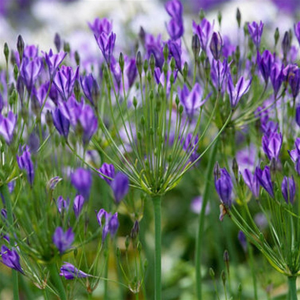 ลิลลี่ทริปเลต - Triplet Lily