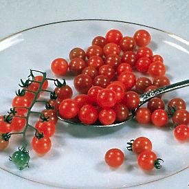มะเขือเทศช้อนชา - Spoon Tomato