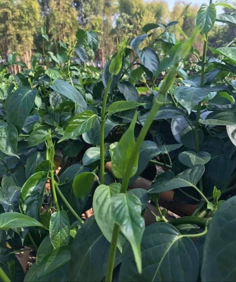 ผักเชียงดาแคปซูล Chiangda Capsule 150เม็ด ออร์แกนิค100% NFI ควบคุมเบาหวาน ลดความดัน ลดไขมันพอกตับ ดีท็อกซ์ แคปซูลพืช500mg ไม่ผสมสมุนไพรอื่น ปลอดสารเคมี จากเชียงใหม่ Organic Diabetes Blood Pressure Cholesterol Detox