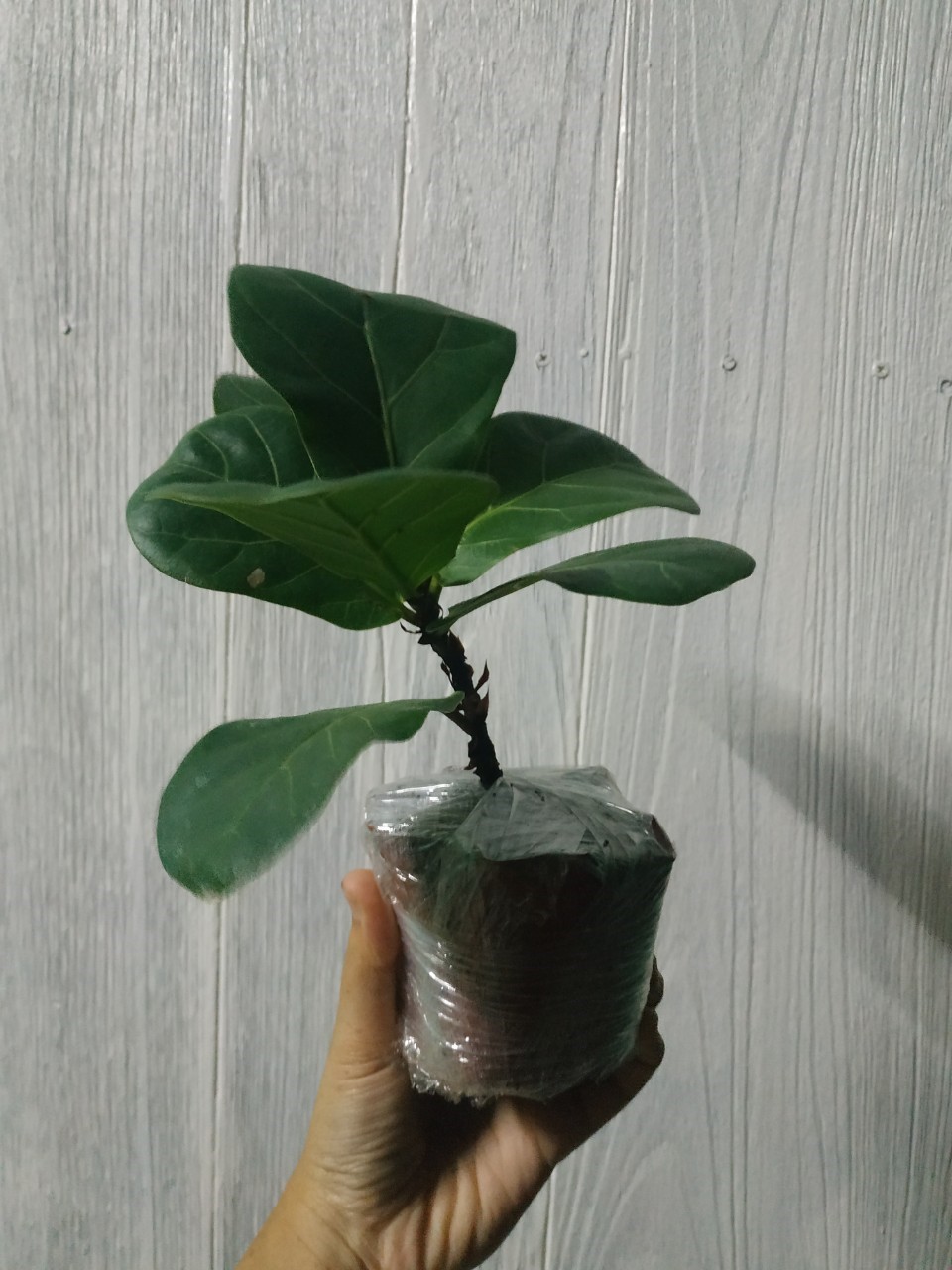 ต้นไทรใบสัก - Fiddle Fig (Ficus lyrata)