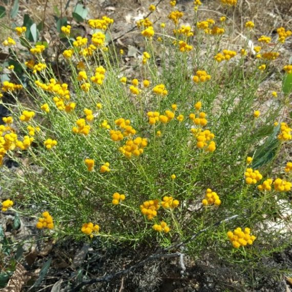 เดซี่ช่อสีเหลือง - Clustered Everlasting Daisy (ทำดอกไม้แห้ง)