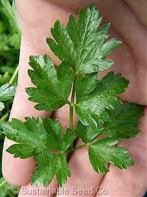 พาร์สเลย์อิตาลีใบใหญ่ - Italian Giant Parsley