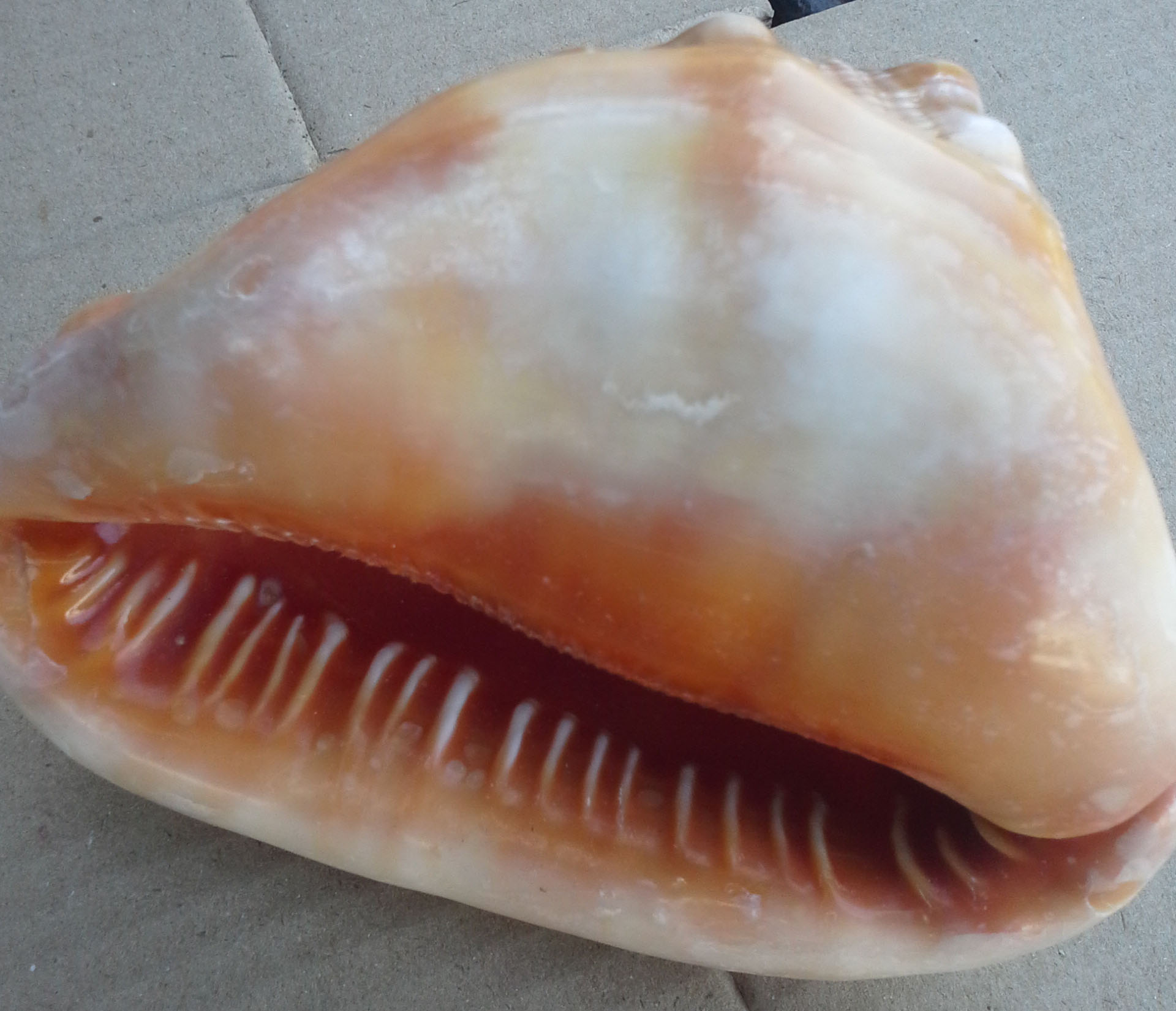 เปลือกหอยเท้าช้างอินเดีย