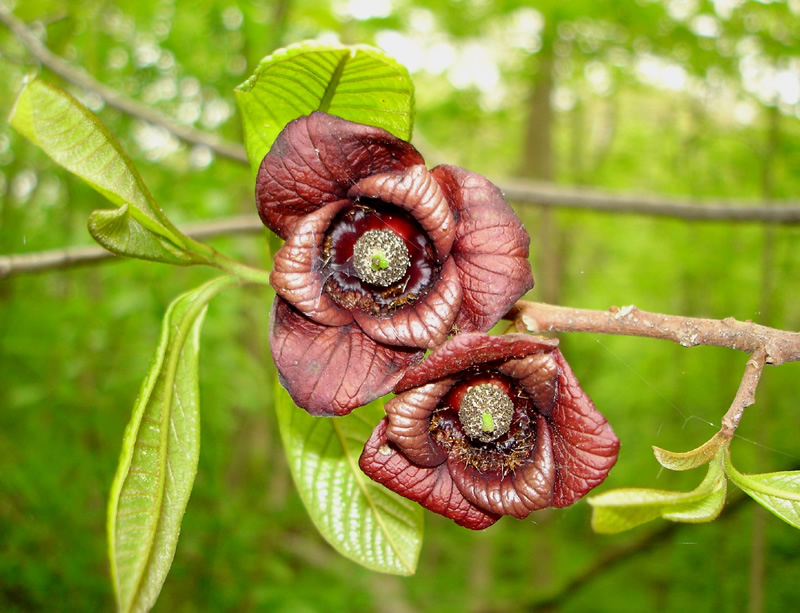พาวพาว - Pawpaw (Asimina Triloba)