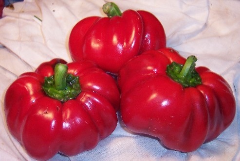 พริกหวานฟักทองสีแดง - Red Pimento Pepper