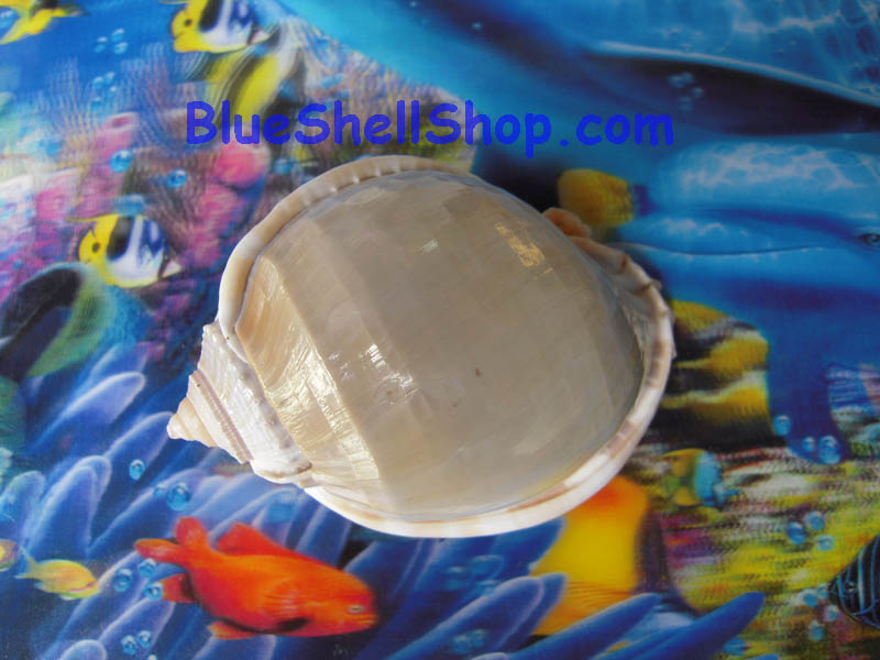 หอยต่ายเทา