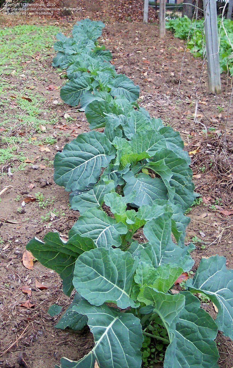 คอลลาร์ดจอร์เจีย - Georgia Southern Collard