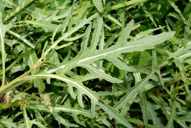 ไวลด์ร็อกเก็ต - Diplotaxis Tenuifolia (Wild Rocket)