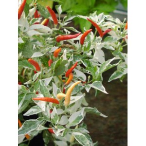 พริกใบด่างฮอทพาเลท - Hot Palette Pepper