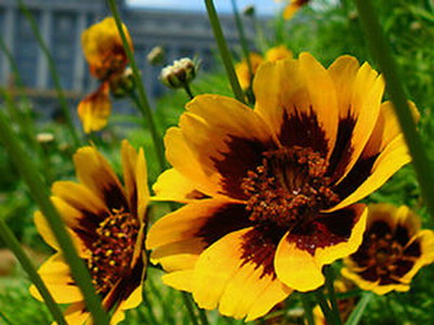 คอสมิเดียมฟิลิปไพน์ - Cosmidium Philippine (กลิ่นหอมคล้ายช็อกโกแลต) 25 เมล็ด