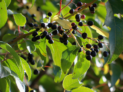 มากี้เบอร์รี่ - Maquiberry