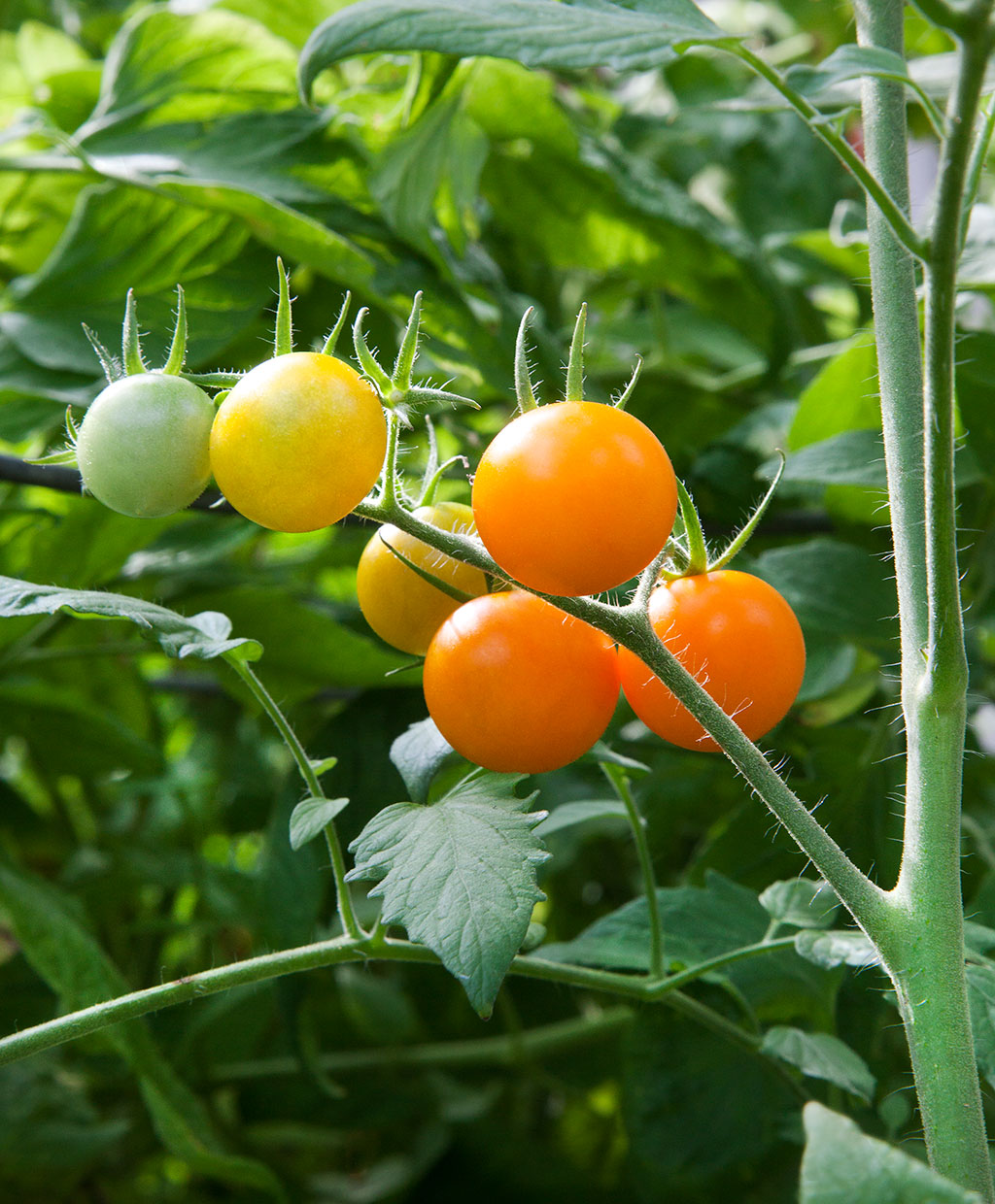มะเขือเทศซันชูการ์ F1 - Sun Sugar F1 Tomato (หวานมาก 10 Brix)