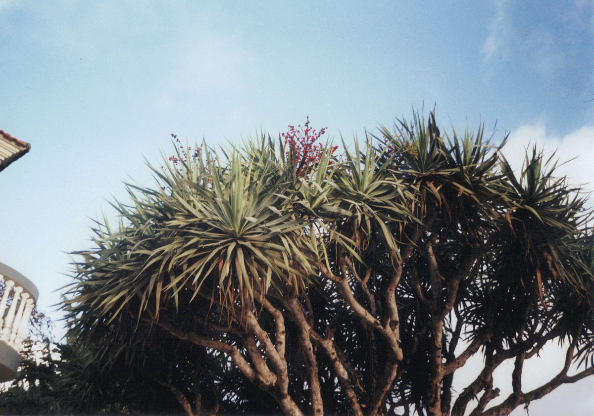 จันผาเลือดมังกร - Dragon Blood Tree (Dracaena Draco) 10 เมล็ด