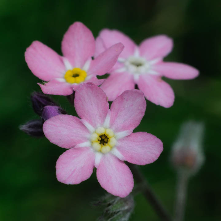 ฟอร์เก็ตมีน็อตสีชมพู - Pink Forget me not