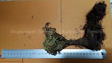 กุหลาบแวมไพร์ - Rose of Jericho (แบบต้น)