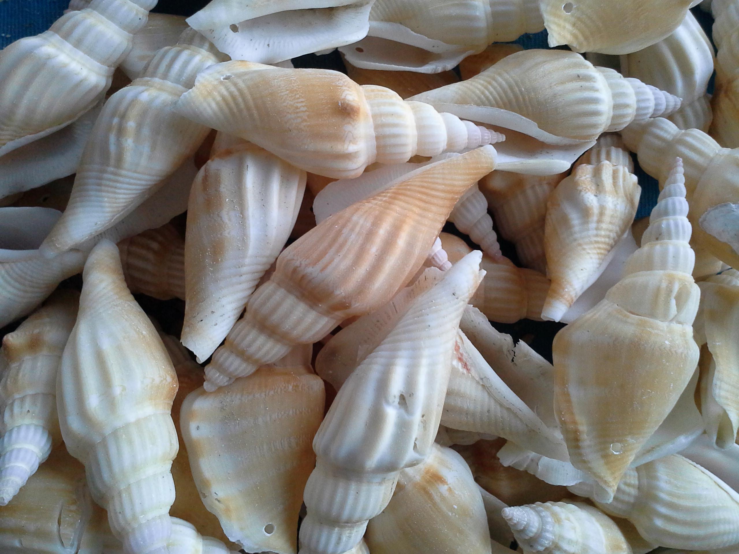 เปลือกหอยนางฟ้า