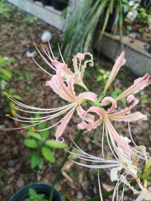 หัวลิลลี่แมงมุมสีชมพูกลีบหยิก - Pink Curling Spider Lily (Lycoris Sp.) 1 หัว