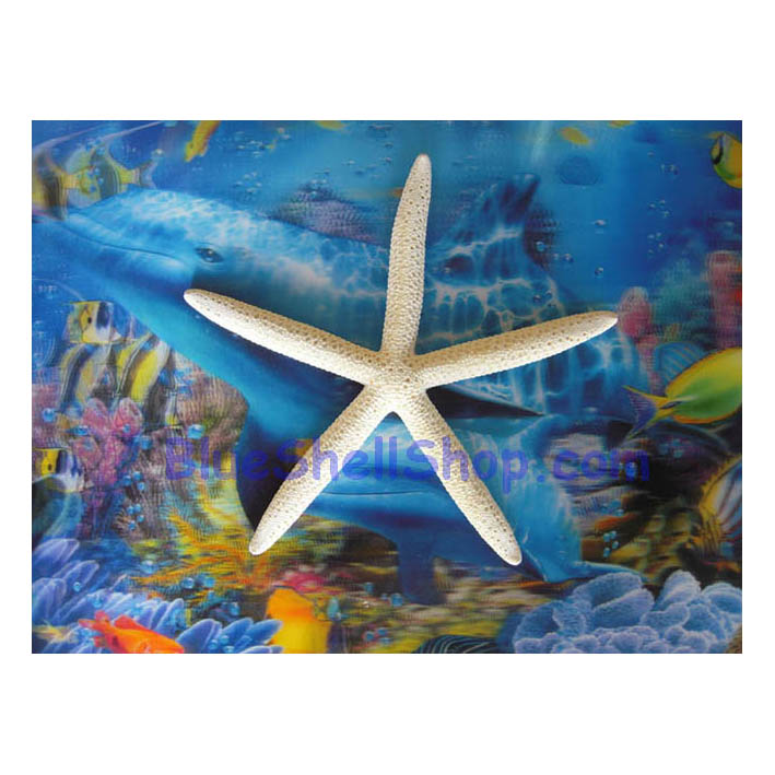 ปลาดาวขาว