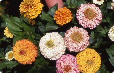 บานชื่นเปปเปอร์มินท์สติ๊กคละสี - Mixed Peppermint Stick Zinnia