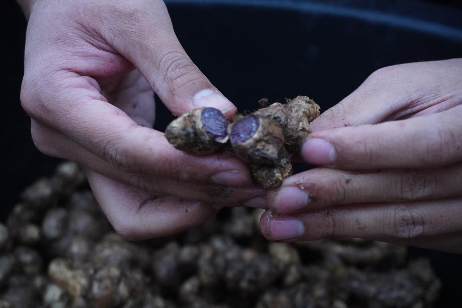 กระชายดำ ขนาด 1 กิโลกรัม ปลูกบนดอยเชียงใหม่ (ไม่ใช่ของนำเข้า)โสมไทย โสมกระชายดำ กระชายดำแห้ง ผลผลิตใหม่เดือนมีนาคม 2566 Black Galingale ช่วยบำรุงฮอร์โมนเพศชาย บำรุงหัวใจ ช่วยในระบบหมุนโลหิตของร่างกาย ช่วยให้กล้ามเนื้อแข็งแรง ช่วยให้นอนหลับ