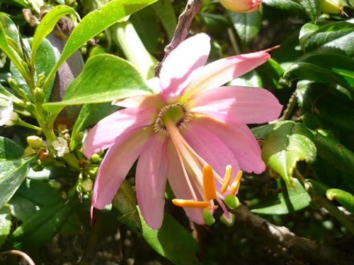 เสาวรสกล้วย - Banana Passionfruit