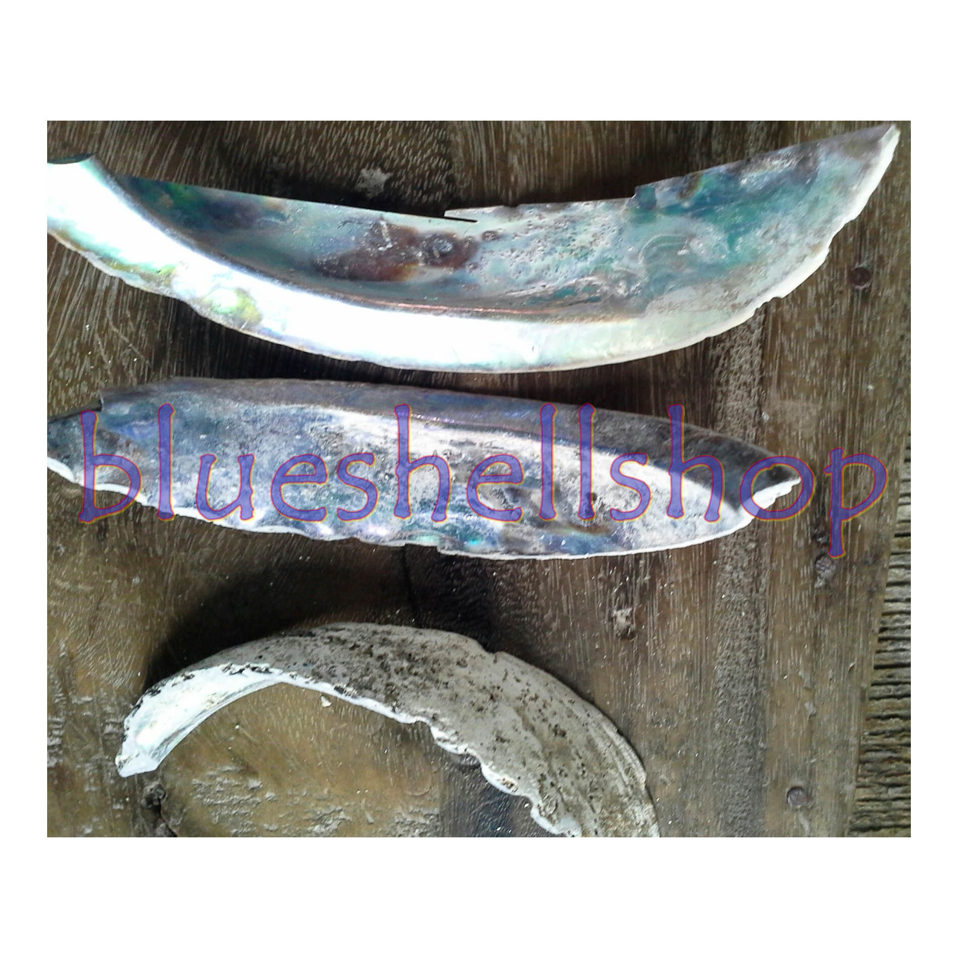 หอยเป๋าฮ้อ