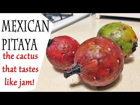 แก้วมังกรเม็กซิโก - Mexican Pitaya (Stenocereus queretaroensis)