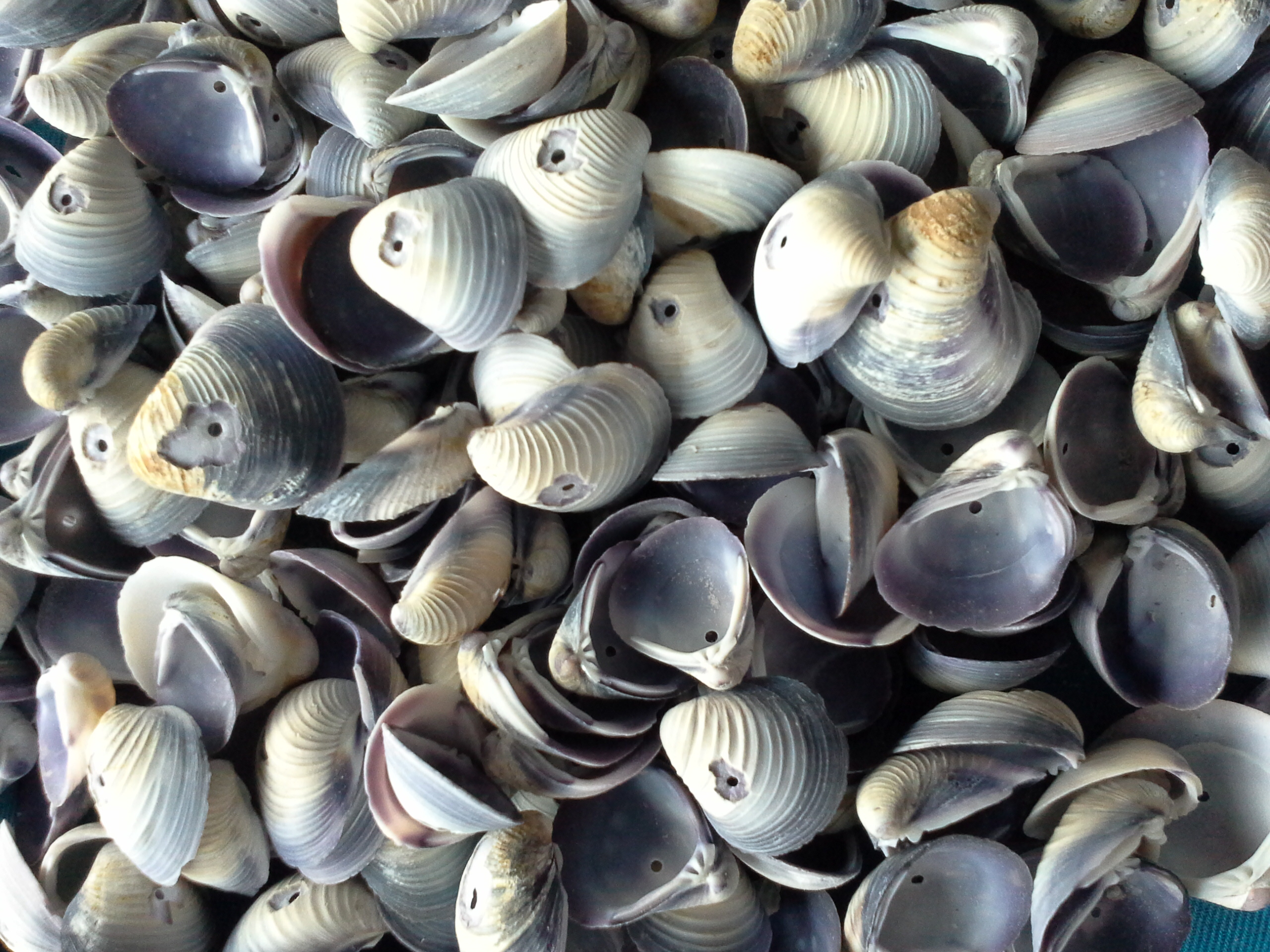 เปลือกหอยฝาม่วง