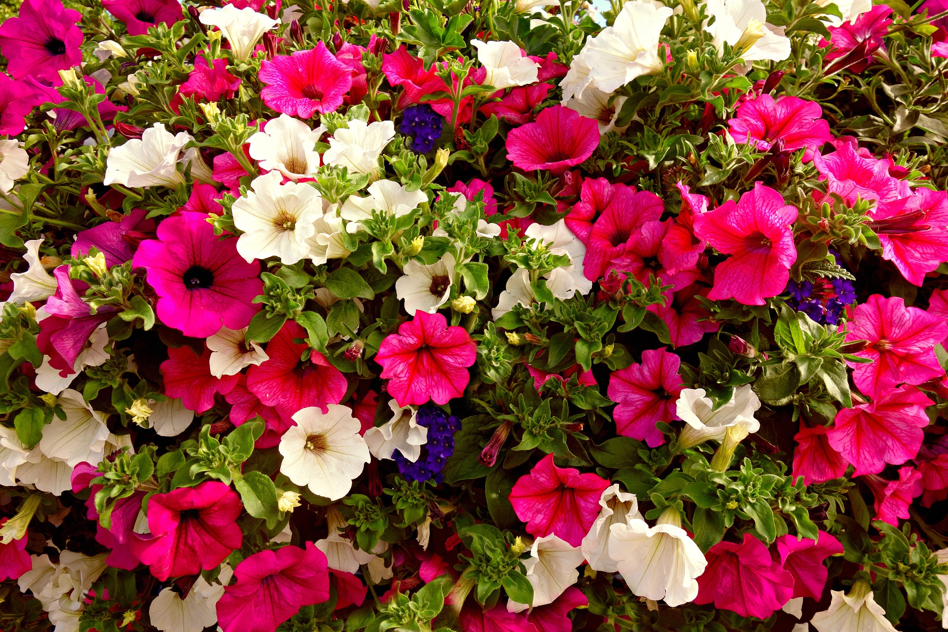 พิทูเนียคละสี - Mixed Petunia