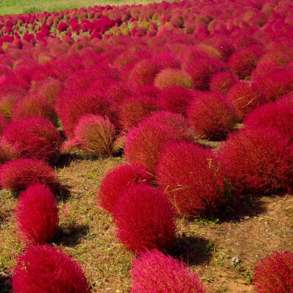 พุ่มไม้เพลิง - Kochia Trichophylla