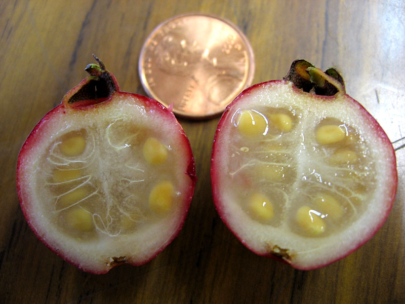 ฝรั่งสตรอเบอรี่สีแดง - Red Strawberry Guava