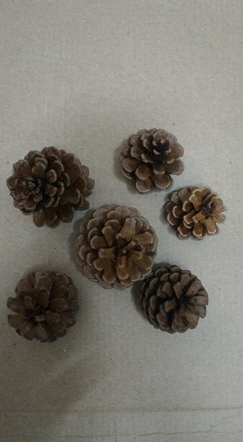 ลูกสนแห้ง 20 ลูก - Dried Pine Cone (เส้นผ่านศูนย์กลางประมาณ 3-4 ซม.)